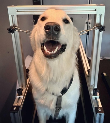 Elektrophorese-beschichtete Laufband für Hunde und sichere Laufgeräte für Hunde