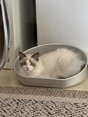 Bleiben Sie diesen Sommer kühl mit unserem Kühl-Katzen Topf akzeptabel OEM ODM Aluminium-Becken