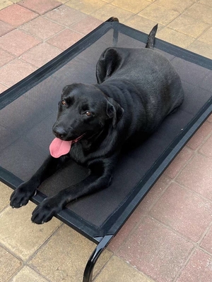Tiermuster Hochbeet für Haustiere für die Sommerkühlung Tragbares Lagerhundebett in Shanghai