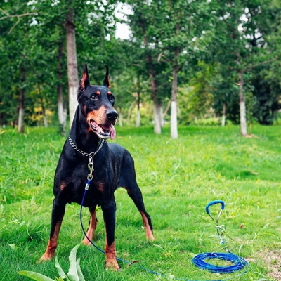Outdoor-Aktivitäten Hunde-Tie-Out Pfahl mit 100-150kg/220-330lbs Leine Gewichtskapazität