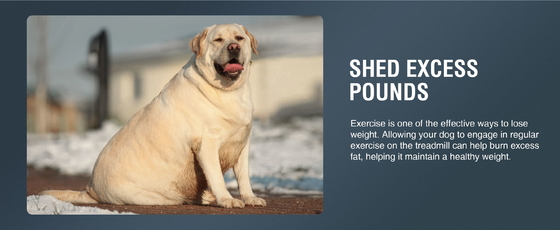 Shanghai oder Nanjing Hafen Bequemer Versand für unseren Hund Laufband
