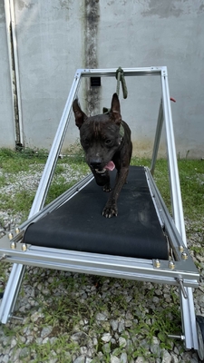 Hundeübung Schlittenmühle Haustiere Laufband Gehmaschine für Pit Bull