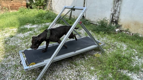 Hundeübung Schlittenmühle Haustiere Laufband Gehmaschine für Pit Bull