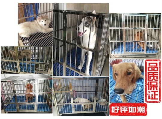 Großer klappbarer Hundekäfig aus Edelstahl ohne Muster und Schlagschluss