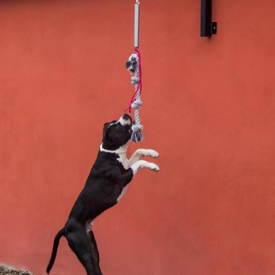 Große Hunde-Federstange-Set schwer und nachhaltig für Hunde bis zu 105 lbs/210lbs
