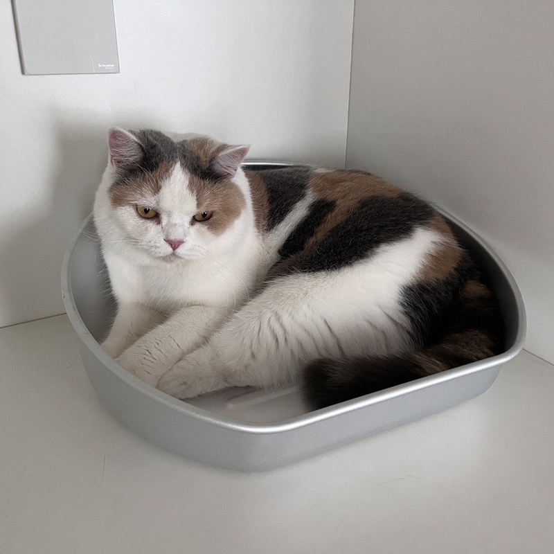 Bleiben Sie diesen Sommer kühl mit unserem Kühl-Katzen Topf akzeptabel OEM ODM Aluminium-Becken