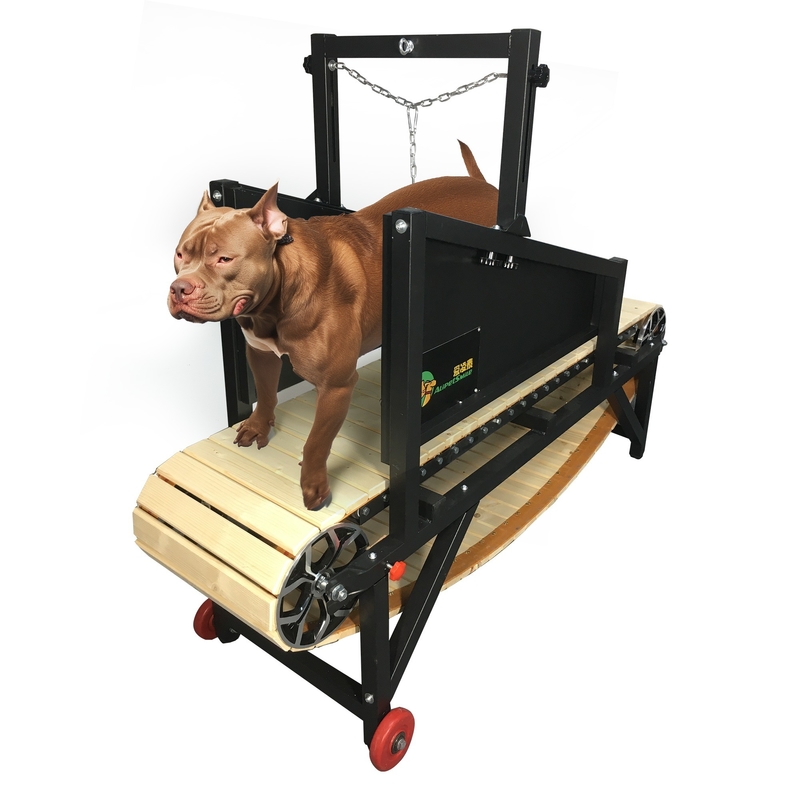 Haltet euren großen/mittleren Hund gesund und aktiv drinnen
